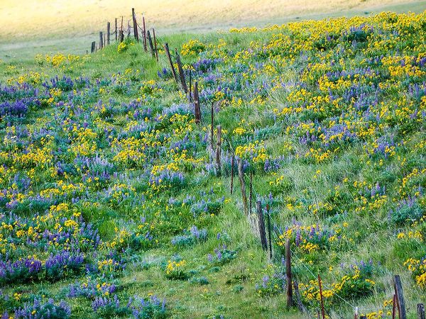 Eggers, Terry 아티스트의 USA-Washington State Fence line with spring wildflowers작품입니다.